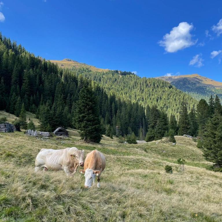 Almhütte Prem 1 - Chalet mit 2 Schlafzimmern - 12