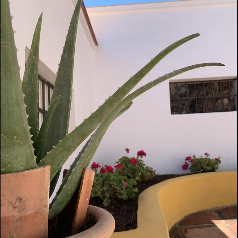 Novedad Suite Céntrico con Porche y Jardín - Apartamento de 1 dormitorio - 12