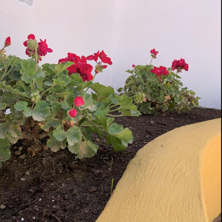 Novedad Suite Céntrico con Porche y Jardín - Apartamento de 1 dormitorio - 4