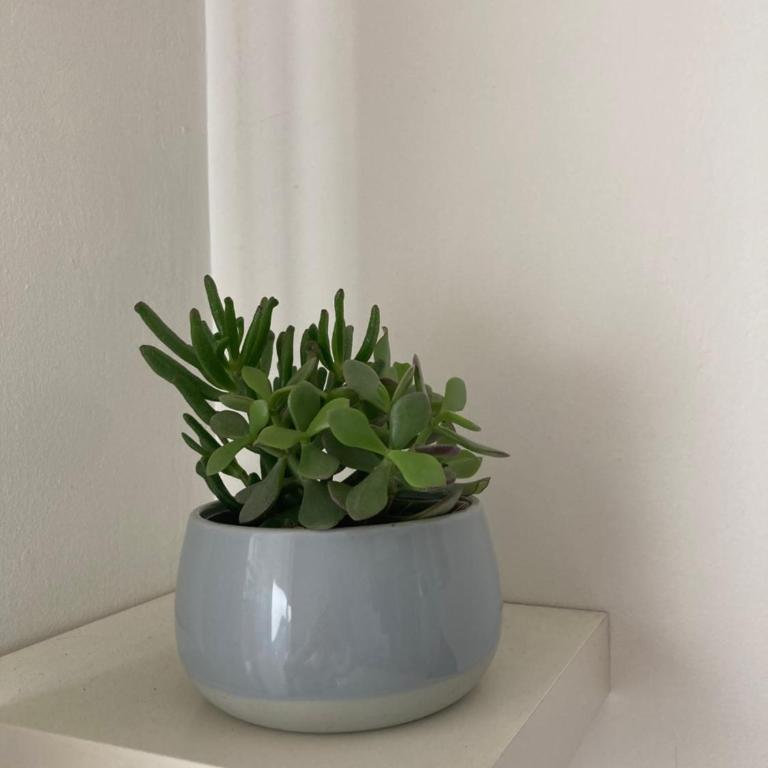 Studio Dragon avec gardien - Appartement 1 Chambre - 19