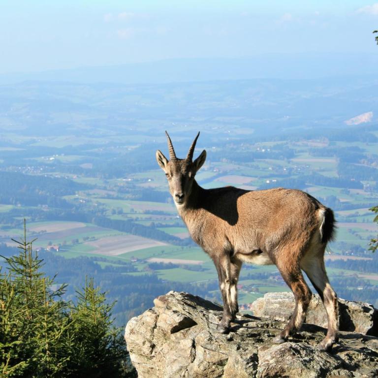 Bergchalet mit Wellness-Oase, Natur Pur - Chalet mit 2 Schlafzimmern - 38