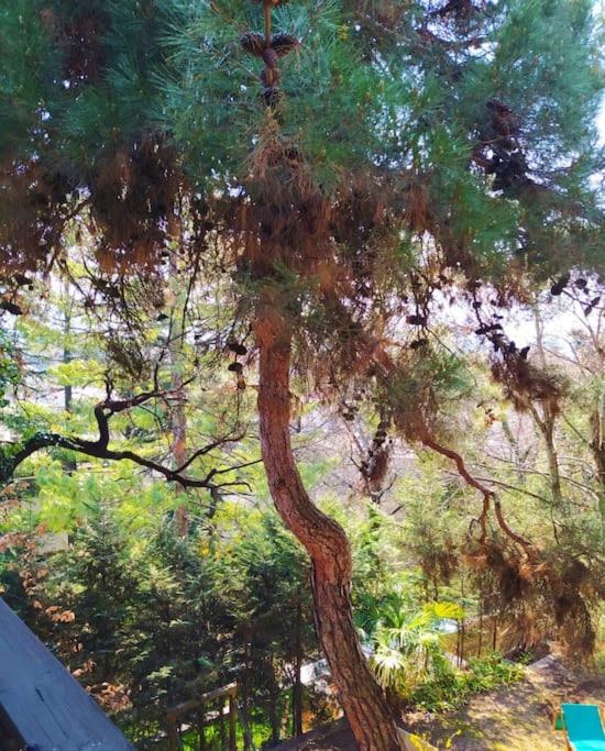TORRE GARDEN HOME - casa singola nella città di Bolzano con giardino privato - Casa Vacanze - 26