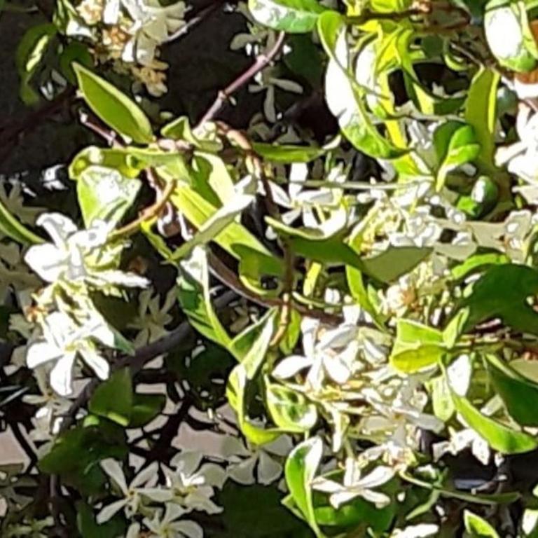 Le Jasmin da Marina - Apartment - 32