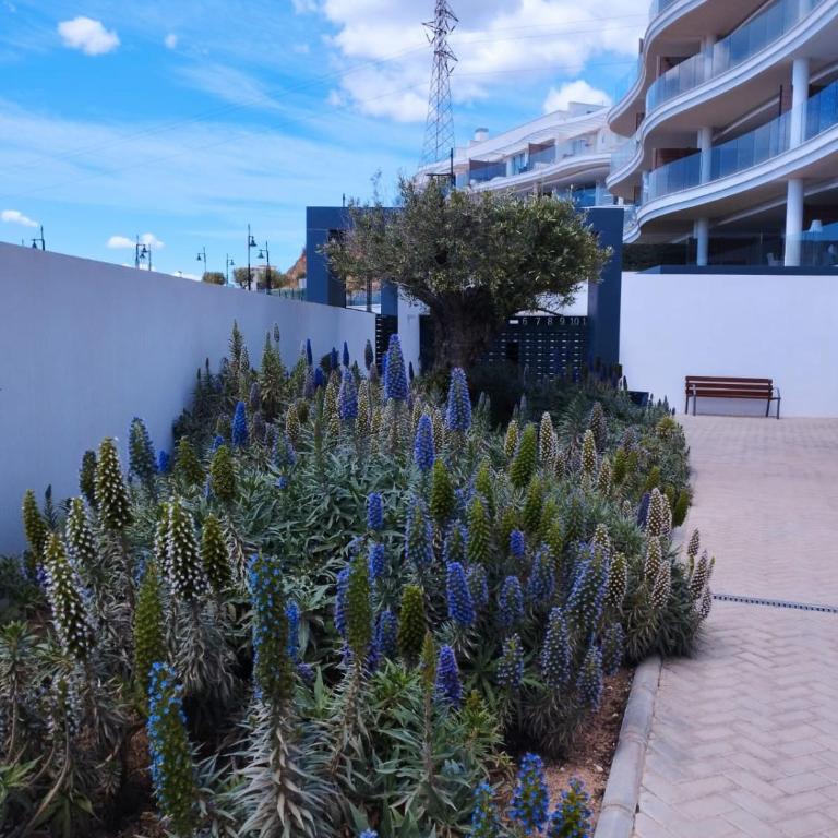 Panorámica Higuerón playa - Apartamento Deluxe - 19