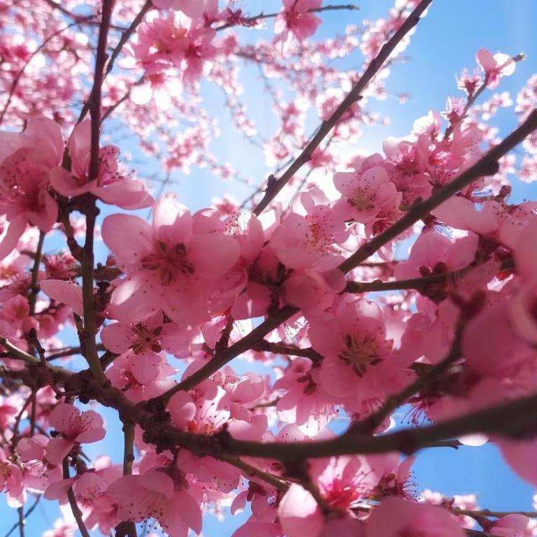 Cabaña Ruhe - Chalet de 2 dormitorios - 22