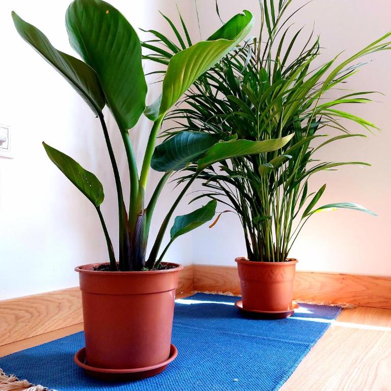 Casa Ledù - Sunny Holiday in Fuerteventura - Apartamento de 1 dormitorio - 12