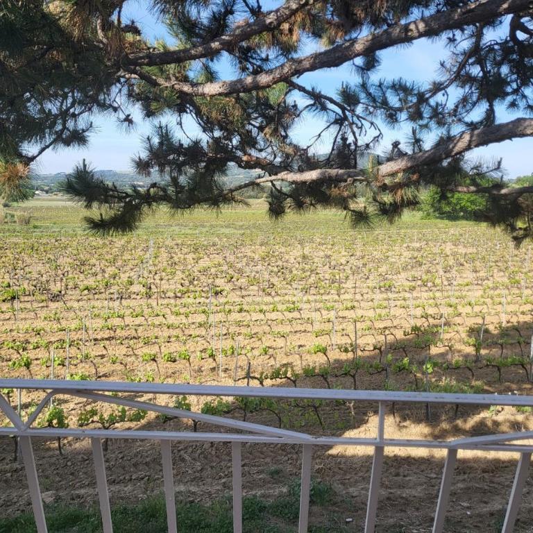 Domaine du gros pata - Maison 1 Chambre - 7