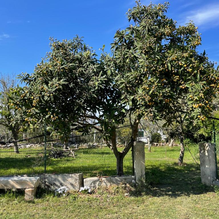 Villa Anna Maria Otranto - Appartamento con 1 Camera da Letto e Vista Giardino (3 Adulti) - 17