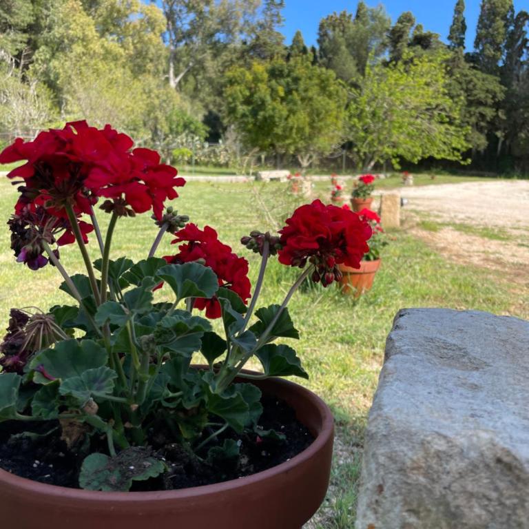 Villa Anna Maria Otranto - Appartamento con 1 Camera da Letto e Vista Giardino (3 Adulti) - 18