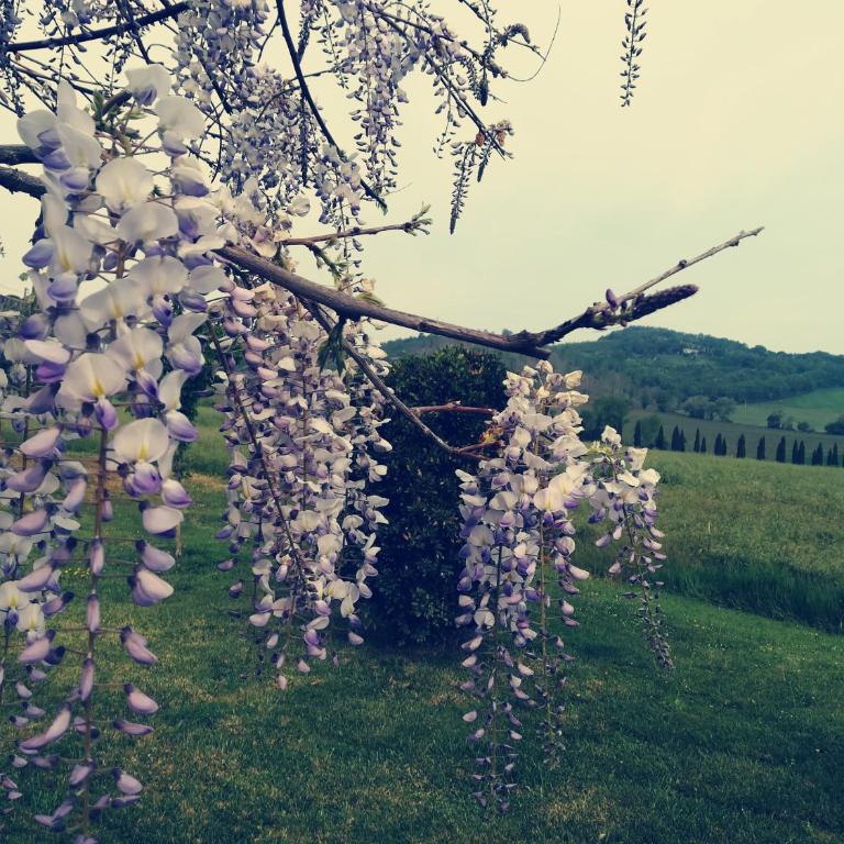 La Locanda Dell'olmo - Appartamento - Piano Terra - 19