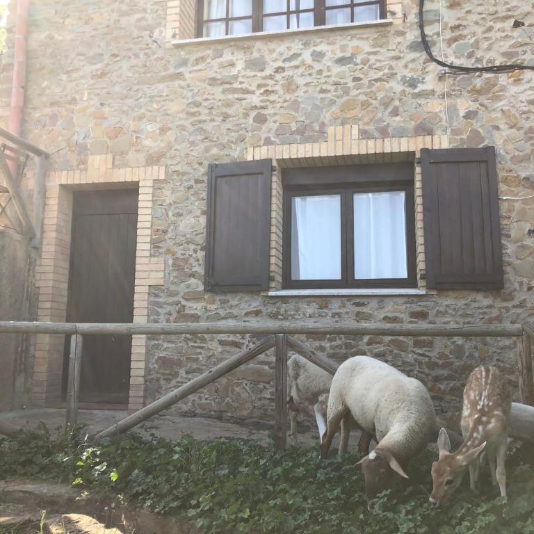Casa entera a Emporda 10 min platja i piscina - Apartamento de 1 dormitorio - 4