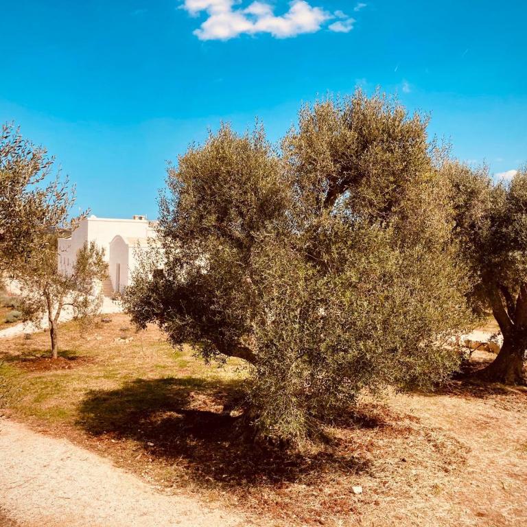 TRULLI ACQUASALA - Apulian Country Experience - Villa - 42