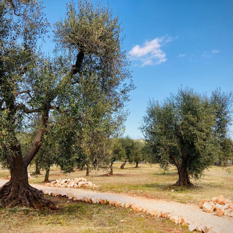 TRULLI ACQUASALA - Apulian Country Experience - Villa - 46