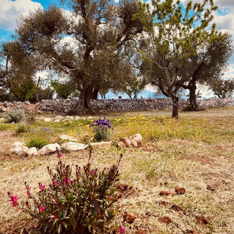TRULLI ACQUASALA - Apulian Country Experience - Villa - 49