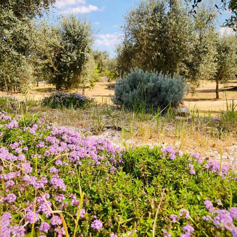TRULLI ACQUASALA - Apulian Country Experience - Villa - 43