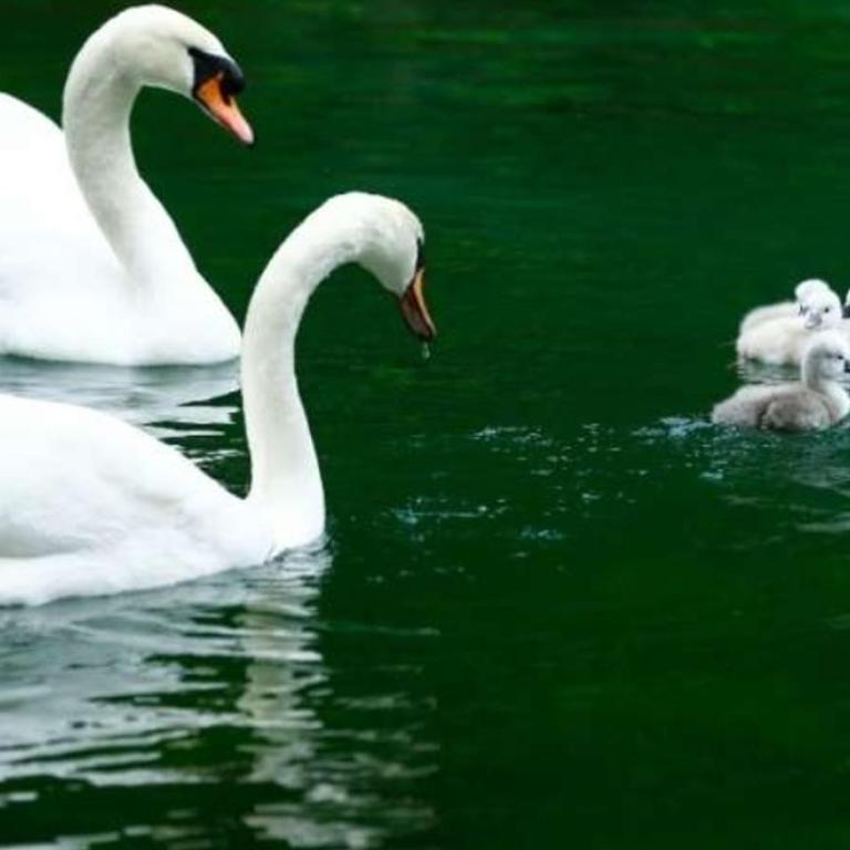 Vila Mirsada - Vila - 33