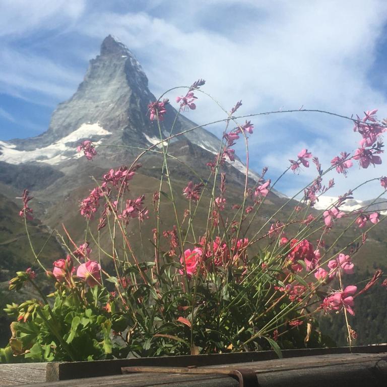 Modernes Studio Zermatt - Studio-Apartment - 6