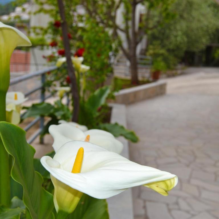 Tivat Apartments - Apartman Tipa "Suite" sa 1 Spavaćom Sobom - 10