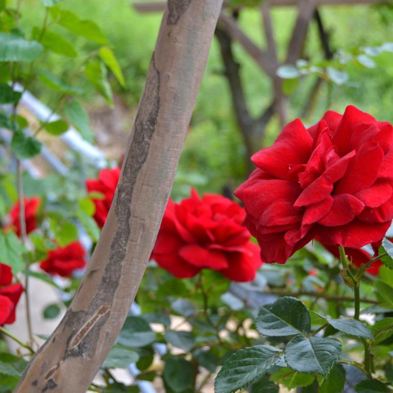 Tivat Apartments - Apartman Tipa "Suite" sa 1 Spavaćom Sobom - 20