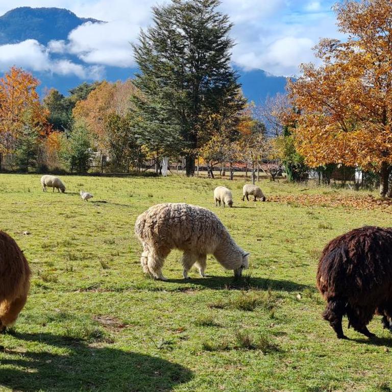 Coñaripe Kuyen Mapu Cabañas - Chalet de 3 dormitorios - 9