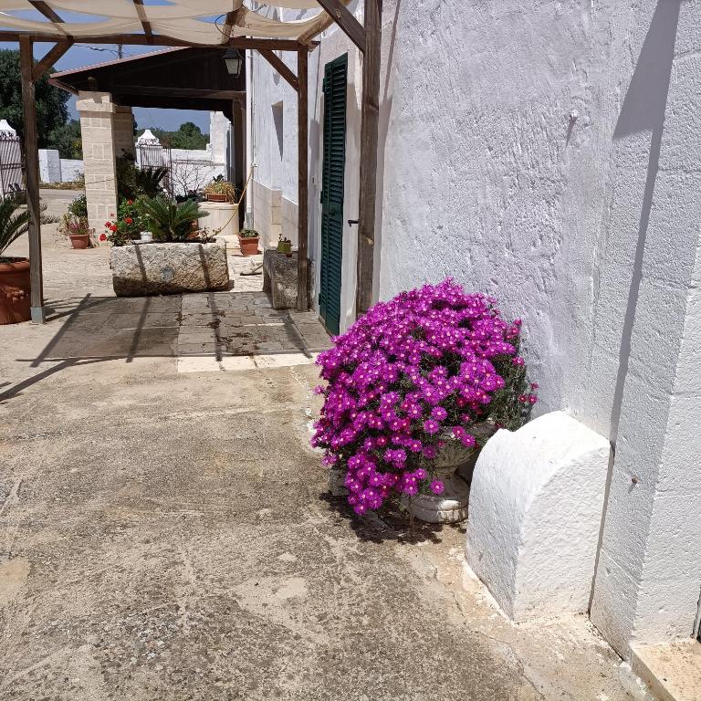 Masseria Ricci - Appartamento - Piano Terra - 13