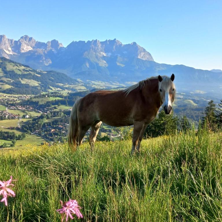 Hahnenkammblick - Apartment mit 3 Schlafzimmern - 32