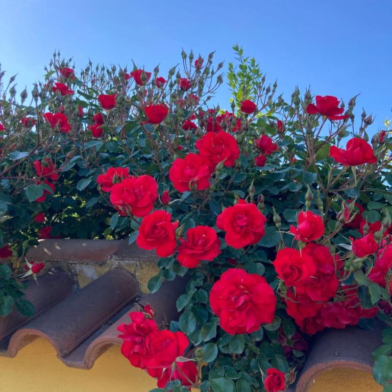 La Rosa del lago - Appartamento - Piano Terra - 27