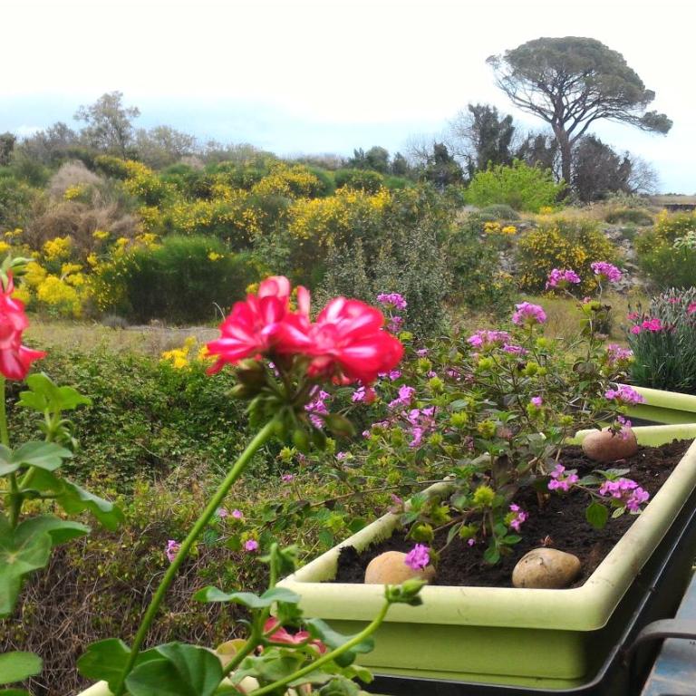 Casa Limoni - Rifugio Siciliano tra Mare, Etna e Taormina - Appartamento Standard - 15