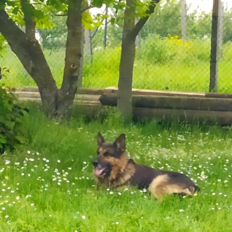 KosMaj Dan Belgrade, Sopot - Kuća sa 1 Spavaćom Sobom - 55