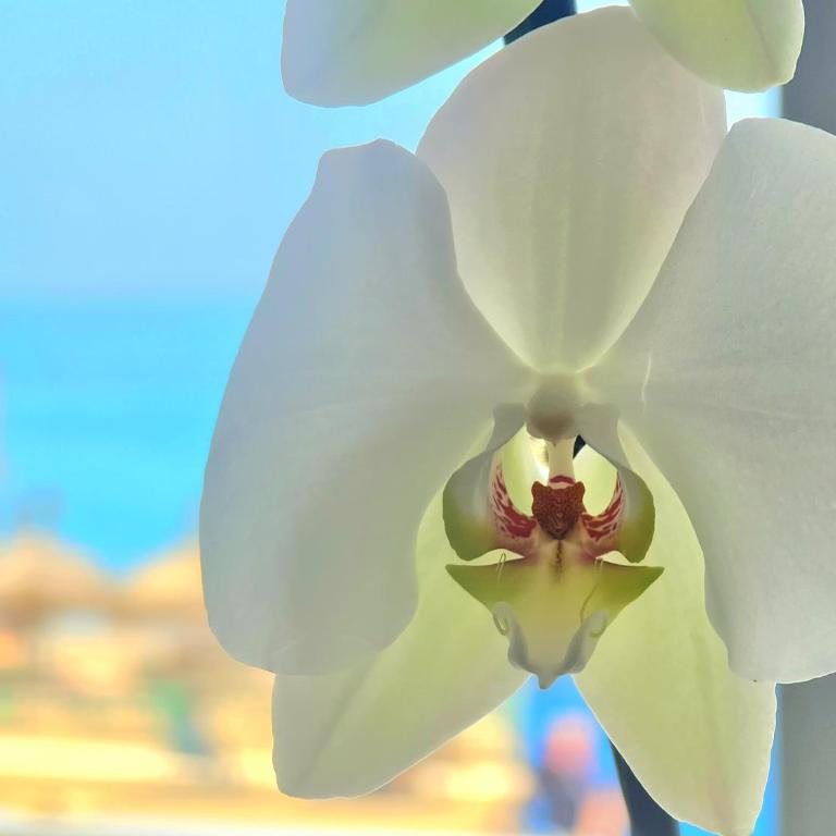 1º Línea de playa en pleno centro de Fuengirola - Apartamento de 3 dormitorios - 14