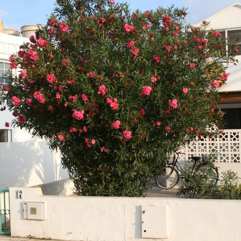 Los Arbustos - One-Bedroom Apartment - 8