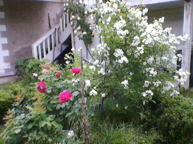 Un paradis de verdure en plein centre ville - Casa con 1 dormitorio - 6
