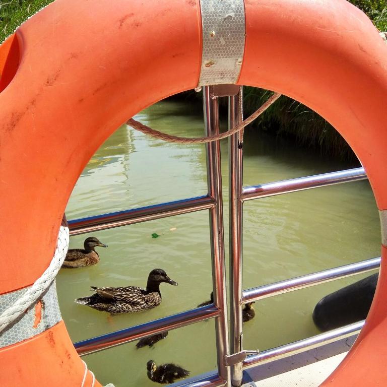 Bateau 6 personnes sans permis terrasse à quai ou Supplément Navigation - Mobilheim - 10
