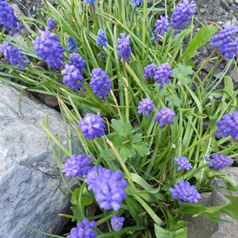 La Planque des Marmottes - Chalet - 5