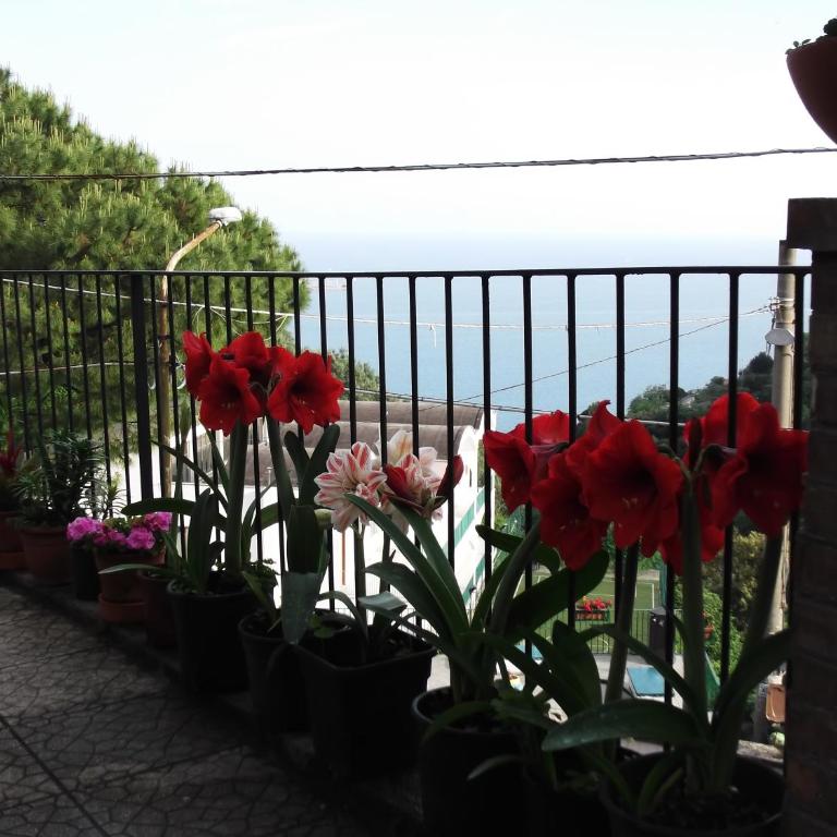 Le Mimose - Casa Vacanze - 48