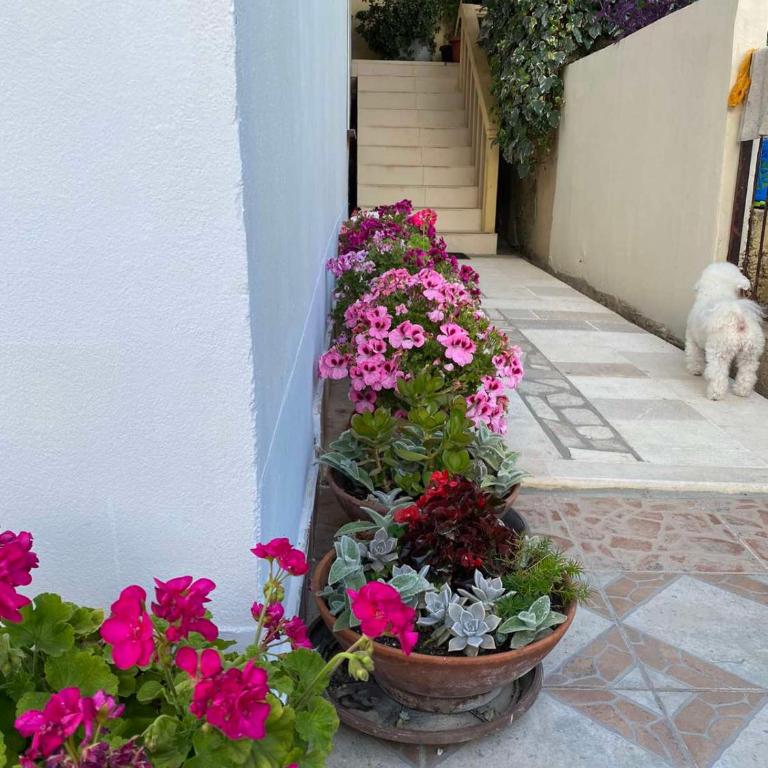 Apartments Vučinović - Studio s Terasom i Pogledom na More - 4