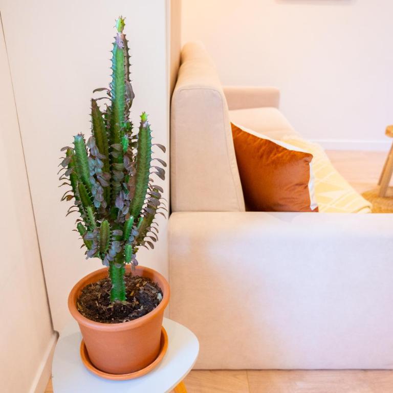 Appartement cocooning proche mer - Appartement 1 Chambre - 29