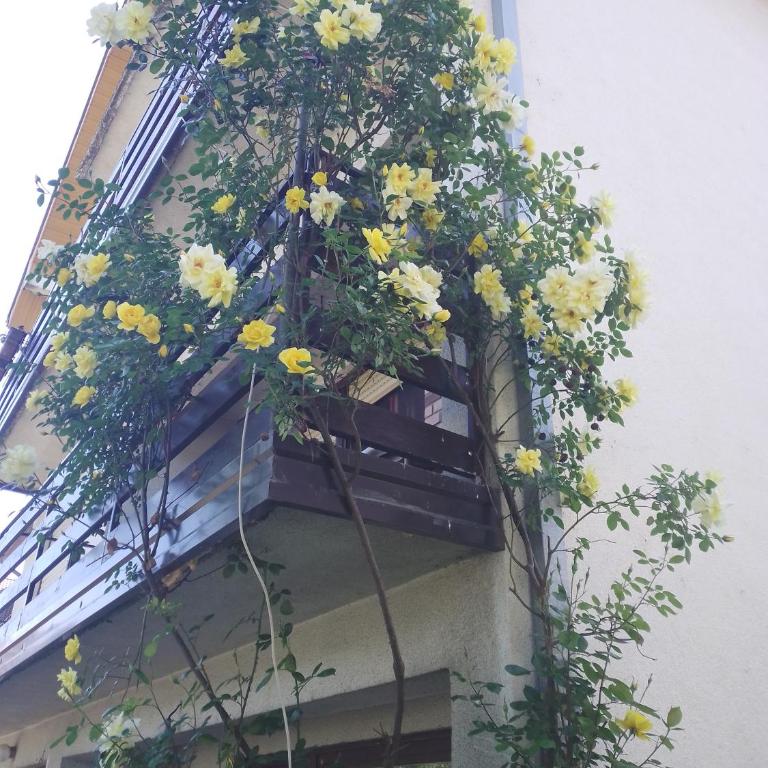 Apartman "Milka" Bajina Bašta - Apartman sa 1 Spavaćom Sobom - 19