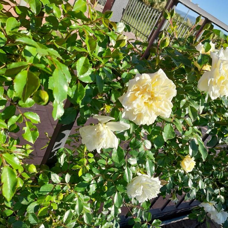 LA TERRAZZA DI OTTO - Camera Matrimoniale con Bagno Privato - 8