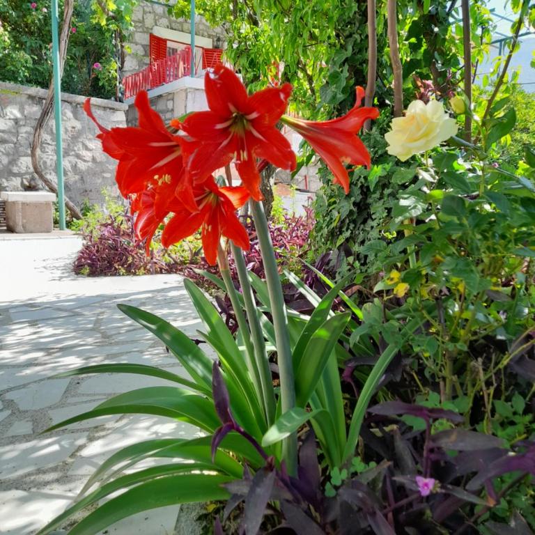 Stone House in Buljarica - Two-Bedroom House - 8