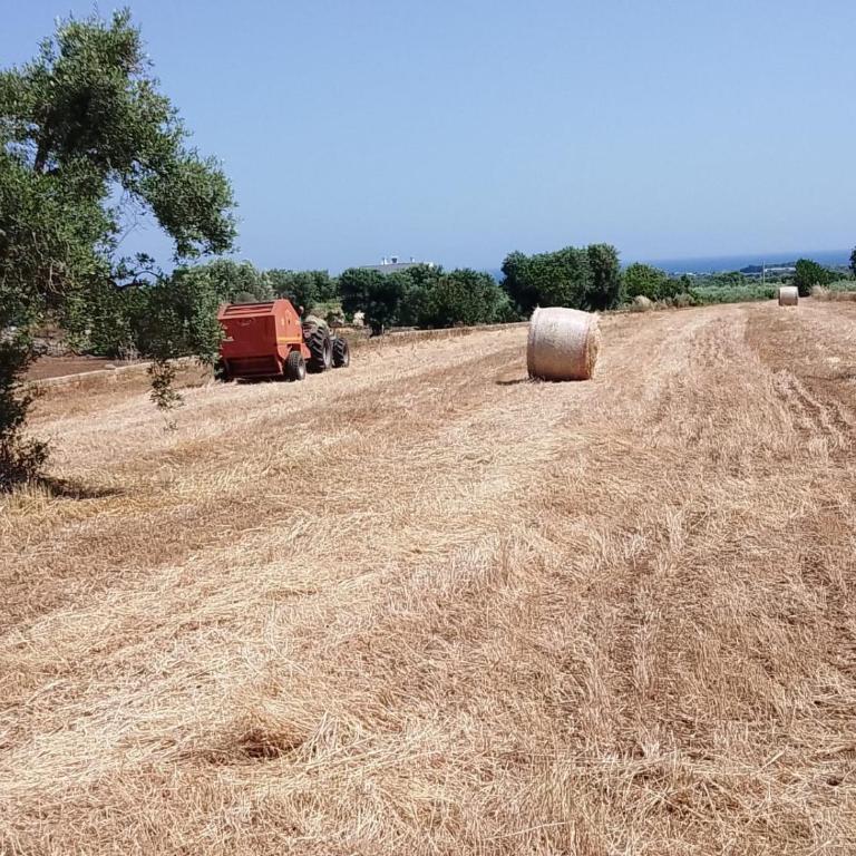 Masseria Ricci - Appartamento - Piano Terra - 11