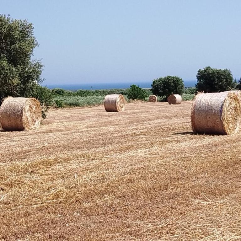 Masseria Ricci - Appartamento - Piano Terra - 10