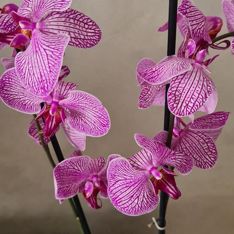 Premium NB Apartment - Belgrade Waterfront - Apartman sa 1 Spavaćom Sobom - 12