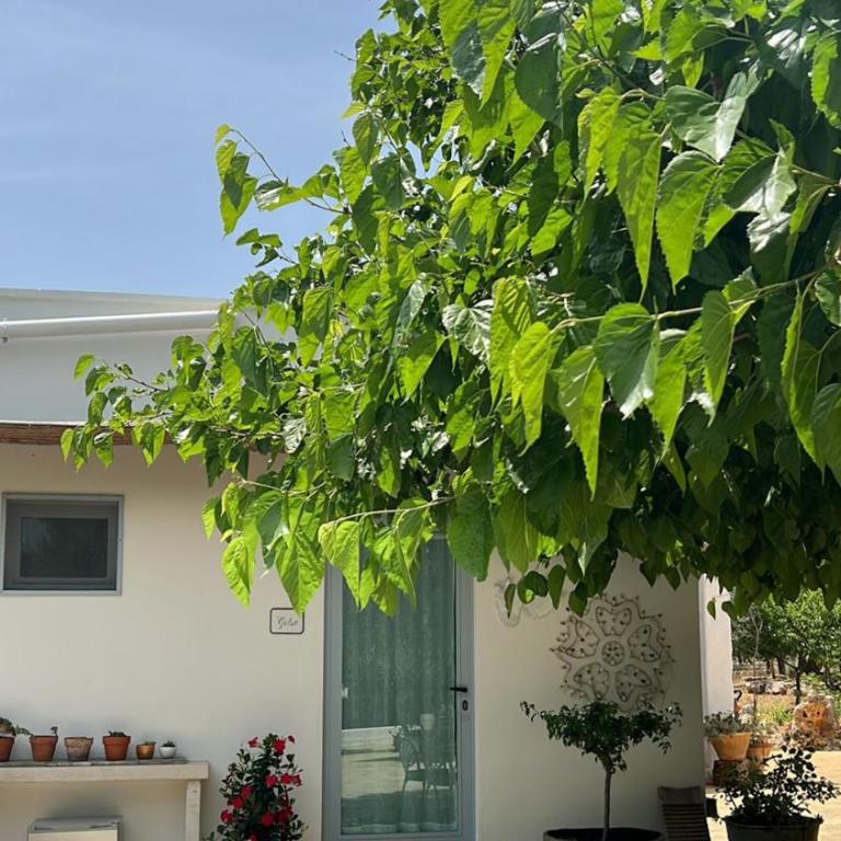 Trullo Santangelo - Monolocale Deluxe - 10