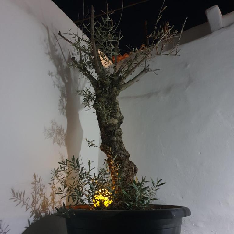 Casa DeLaLuz - Casa - 12