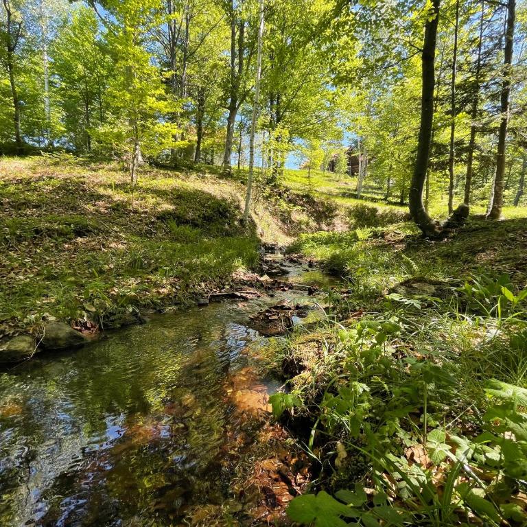 Forest House Divcibare - Vila sa 2 Spavaće Sobe - 46