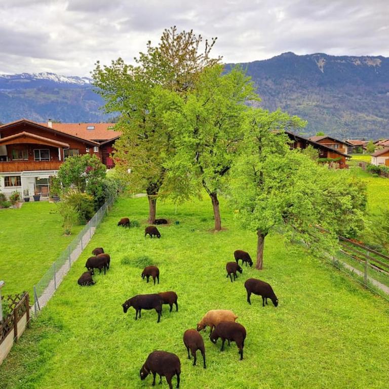 Sawasdee Swiss Chalet Wilderswil - Apartment mit 3 Schlafzimmern - 13