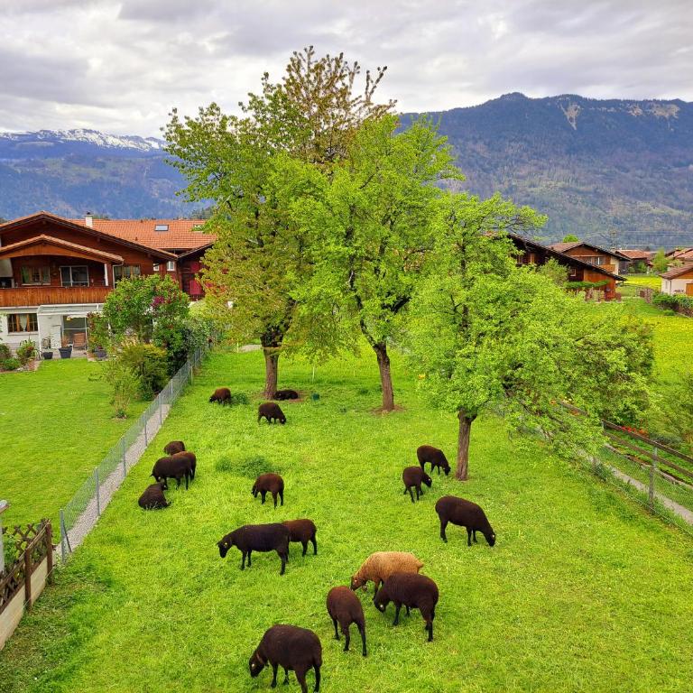 Sawasdee Swiss Chalet Wilderswil - Apartment mit 3 Schlafzimmern - 82