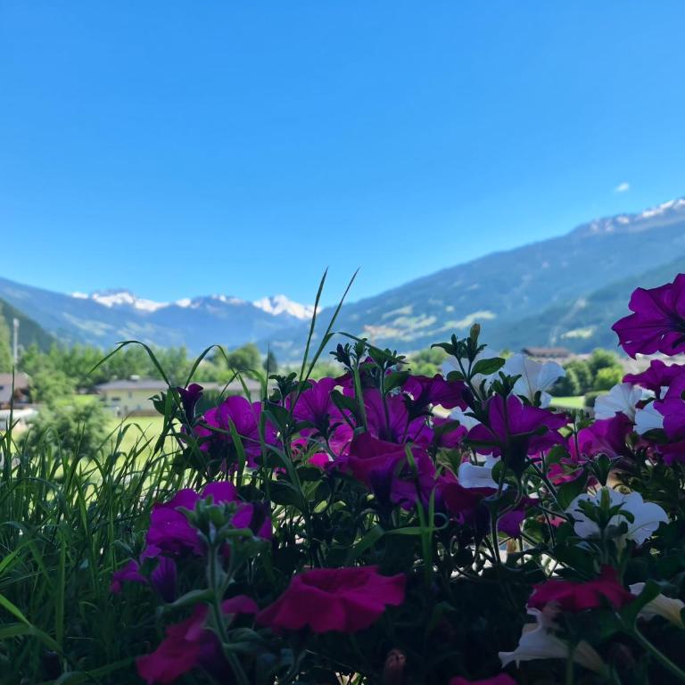 Hotel Alpenhof*** - Doppelzimmer - 16