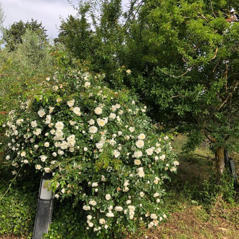 Villa Paola - Villa - 42